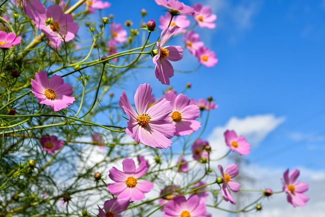 Zo plant je kleurrijke bloemen in je tuin