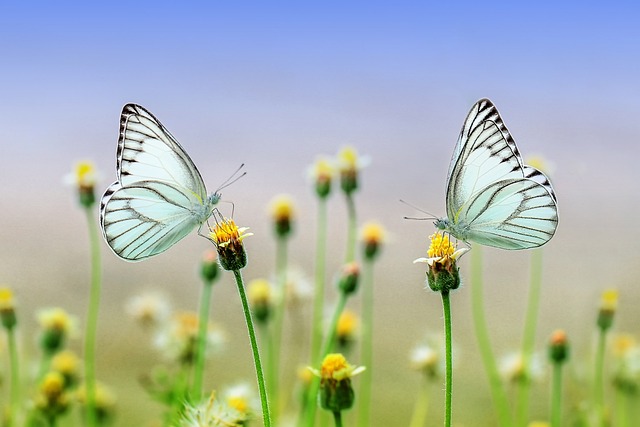 van fotosynthese tot ecosysteem: een diepgaande kijk op bloemen, zaadvorming en de groei van planten