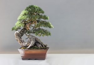 Creatieve reis door de wereld van bonsai: van oorsprong tot verzorging en vorming
