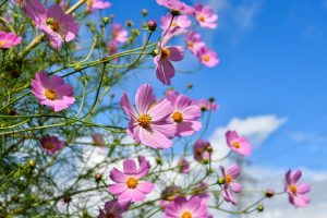 Zo plant je kleurrijke bloemen in je tuin